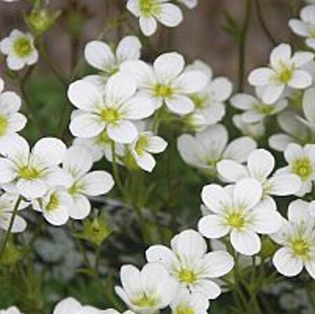 Saxifraga (A) 'Schneeteppich' geen maat specificatie 0,55L/P9cm - afbeelding 1