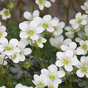 Saxifraga (A) 'Schneeteppich' geen maat specificatie 0,55L/P9cm - afbeelding 1