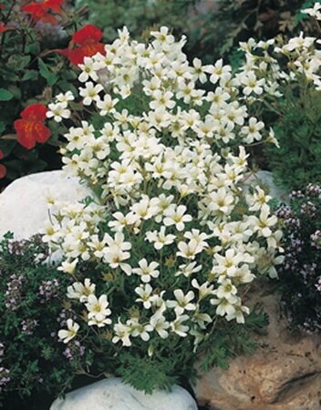 Saxifraga (A) 'Schneeteppich' geen maat specificatie 0,55L/P9cm - afbeelding 2