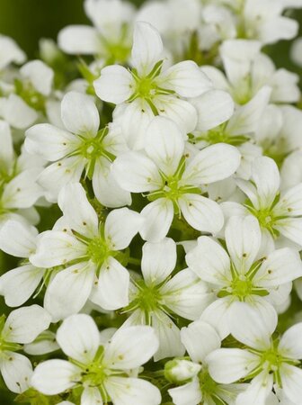Saxifraga (A) 'Schneeteppich' geen maat specificatie 0,55L/P9cm - afbeelding 3