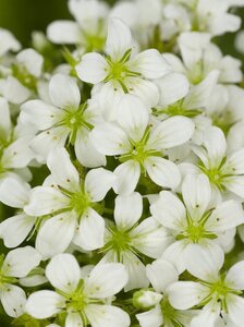 Saxifraga (A) 'Schneeteppich' geen maat specificatie 0,55L/P9cm - afbeelding 3
