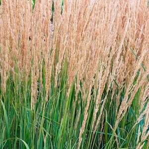 Calamagrostis acut. 'Waldenbuch' geen maat specificatie 0,55L/P9cm - afbeelding 4