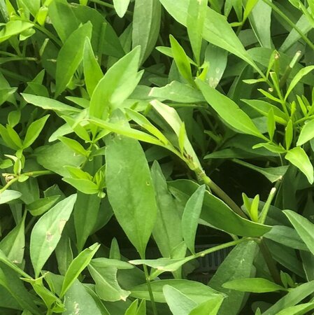 Coreopsis 'Full Moon' geen maat specificatie 0,55L/P9cm - afbeelding 4