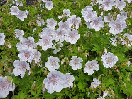 Geranium himalayense 'Derrick Cook' geen maat specificatie 0,55L/P9cm - afbeelding 1