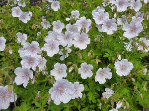 Geranium himalayense 'Derrick Cook' geen maat specificatie 0,55L/P9cm - afbeelding 1
