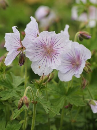Geranium himalayense 'Derrick Cook' geen maat specificatie 0,55L/P9cm - afbeelding 2