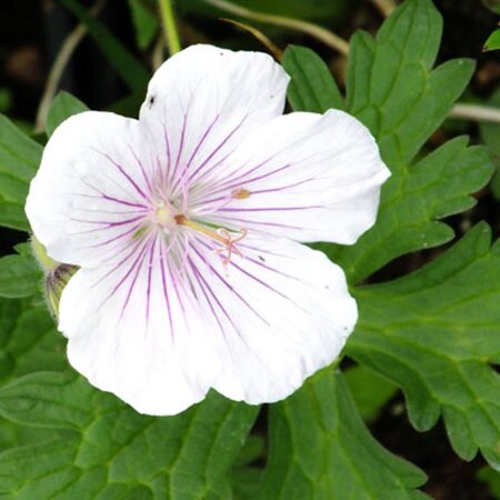 Geranium himalayense 'Derrick Cook' geen maat specificatie 0,55L/P9cm - afbeelding 3