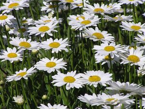 Leucanthemum vulgare geen maat specificatie 0,55L/P9cm