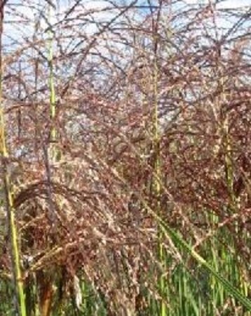 Miscanthus sin. 'Graziella' geen maat specificatie 0,55L/P9cm - afbeelding 2