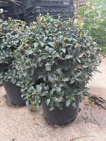 Osmanthus burkwoodii 40 cm cont. 12L bol