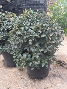 Osmanthus burkwoodii 40 cm cont. 12L bol