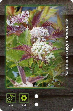 Persicaria a. 'Blackfield' geen maat specificatie 0,55L/P9cm - afbeelding 3