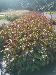 Persicaria a. 'Blackfield' geen maat specificatie 0,55L/P9cm - afbeelding 6