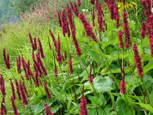 Persicaria a. 'Blackfield' geen maat specificatie 0,55L/P9cm - afbeelding 10