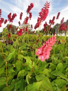 Persicaria a. 'Blackfield' geen maat specificatie 0,55L/P9cm - afbeelding 5