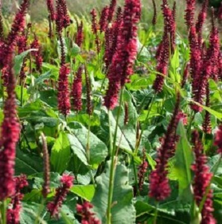 Persicaria a. 'Blackfield' geen maat specificatie 0,55L/P9cm - afbeelding 9