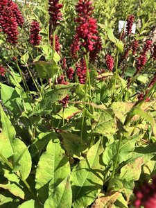Persicaria a. 'Blackfield' geen maat specificatie 0,55L/P9cm