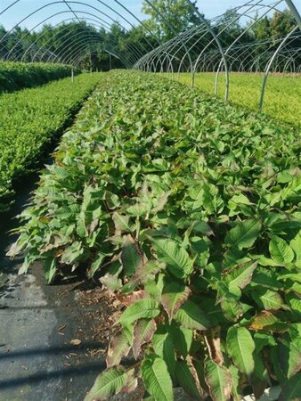 Persicaria a. 'Blackfield' geen maat specificatie 0,55L/P9cm - afbeelding 5