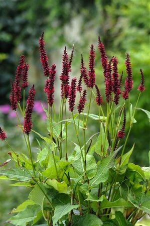 Persicaria a. 'Blackfield' geen maat specificatie 0,55L/P9cm - afbeelding 8
