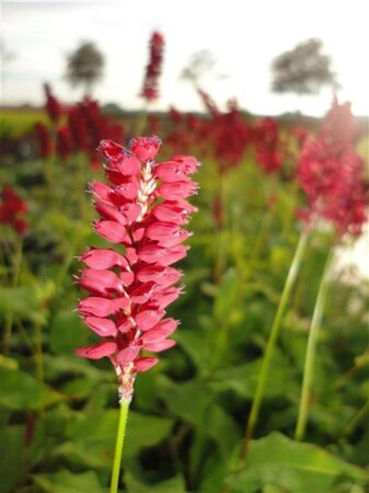 Persicaria a. 'Blackfield' geen maat specificatie 0,55L/P9cm - afbeelding 6