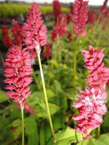 Persicaria a. 'Blackfield' geen maat specificatie 0,55L/P9cm - afbeelding 7