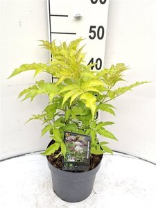 Persicaria a. 'Blackfield' geen maat specificatie 0,55L/P9cm - afbeelding 2