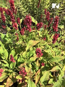 Persicaria a. 'Blackfield' geen maat specificatie 0,55L/P9cm - afbeelding 7