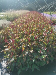 Persicaria a. 'Blackfield' geen maat specificatie 0,55L/P9cm - afbeelding 10
