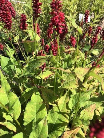 Persicaria a. 'Blackfield' geen maat specificatie 0,55L/P9cm - image 1