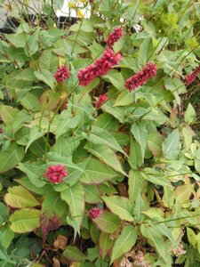 Persicaria a. 'Blackfield' geen maat specificatie 0,55L/P9cm - image 11