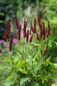 Persicaria a. 'Blackfield' geen maat specificatie 0,55L/P9cm - image 6