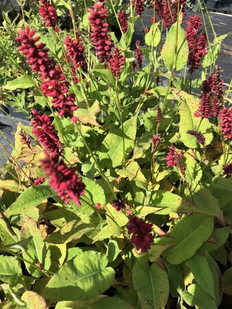 Persicaria a. 'Blackfield' geen maat specificatie 0,55L/P9cm - image 10