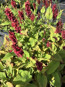 Persicaria a. 'Blackfield' geen maat specificatie 0,55L/P9cm - image 10