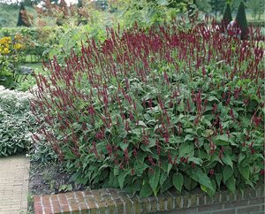 Persicaria a. 'Blackfield' geen maat specificatie 0,55L/P9cm - image 5