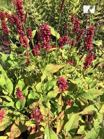 Persicaria a. 'Blackfield' geen maat specificatie 0,55L/P9cm - image 9