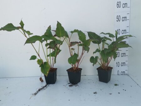 Persicaria a. 'Blackfield' geen maat specificatie 0,55L/P9cm - image 3