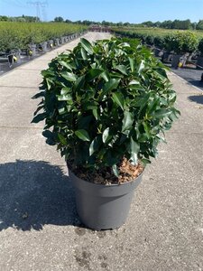 Prunus lusitanica 'Angustifolia' 40 cm cont. 12L bol