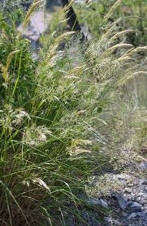 Achnatherum calamagrostis geen maat specificatie 0,55L/P9cm - afbeelding 2