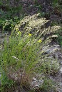 Achnatherum calamagrostis geen maat specificatie 0,55L/P9cm - afbeelding 1