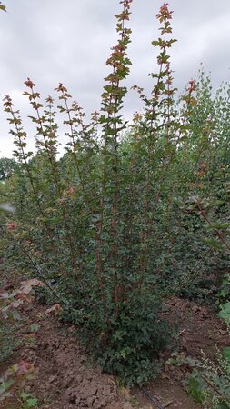 Acer campestre 200-250 cm draadkluit meerstammig - afbeelding 3