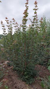 Acer campestre 200-250 cm draadkluit meerstammig - afbeelding 3