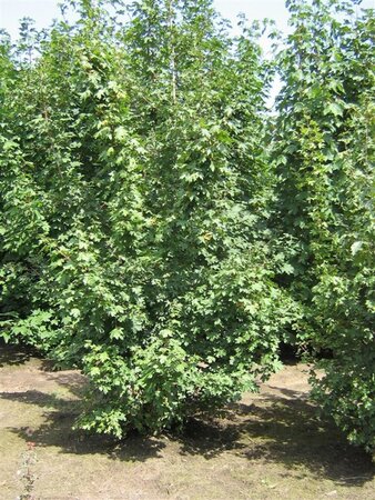 Acer campestre 200-250 cm WRB multi-stem - image 1