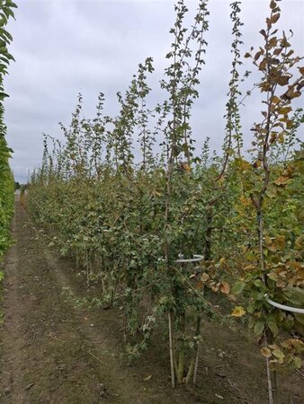Acer campestre 200-250 cm WRB multi-stem - image 2