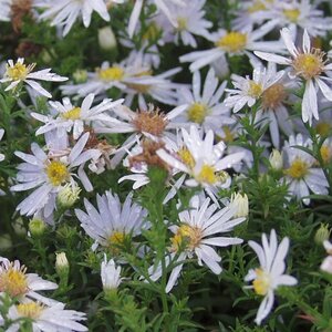 Aster (D) 'Apollo' geen maat specificatie 0,55L/P9cm - afbeelding 1