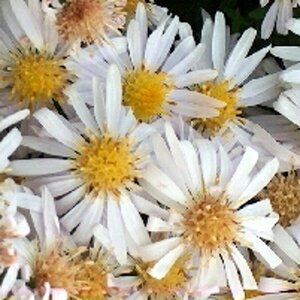 Aster (D) 'Apollo' geen maat specificatie 0,55L/P9cm - afbeelding 2