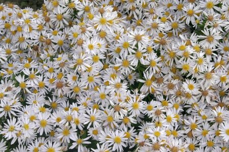 Aster (D) 'Apollo' geen maat specificatie 0,55L/P9cm - afbeelding 3
