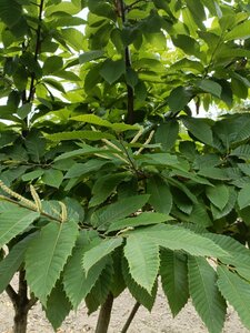 Castanea sativa 175-200 cm draadkluit meerstammig