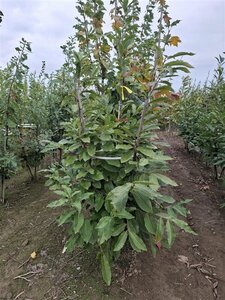 Castanea sativa 200-250 cm draadkluit meerstammig - afbeelding 3