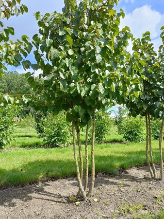 Corylus colurna 200-250 cm draadkluit meerstammig - afbeelding 1