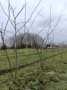 Gleditsia triac. 'Shademaster' 200-250 cm draadkluit meerstammig